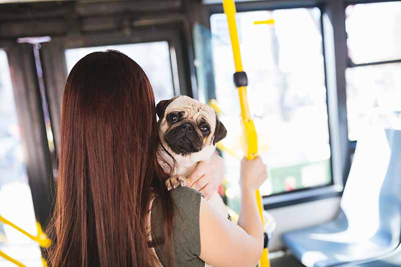 Beautiful young woman standing in city bus with her pug hedgehog94 Shutterstock