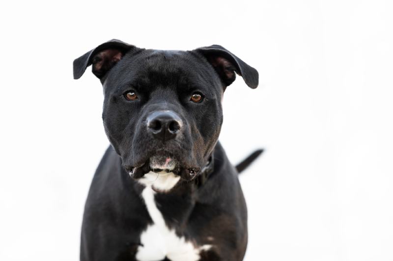 Black Pitbull dog Alessandra Sawick Shutterstock