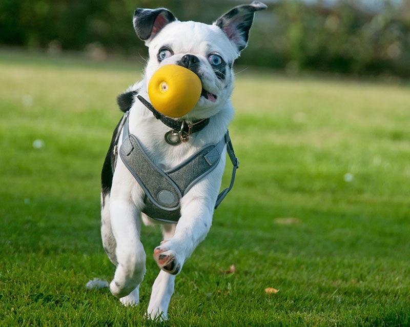 Black and white Panda Pug fetching a yellow ball Chelle129 Shutterstock