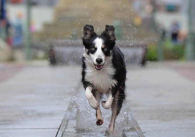 Border collie running in the