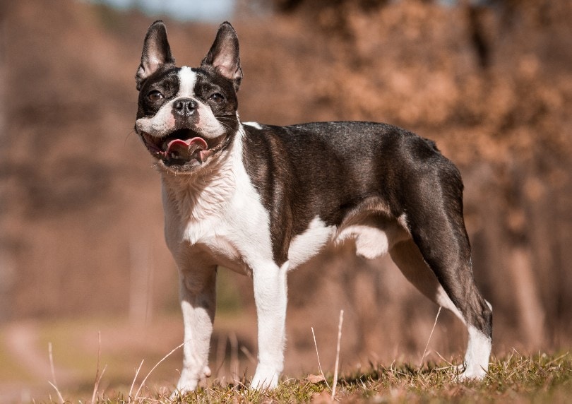 Boston Terrier Aneta Jungerova Shutterstock