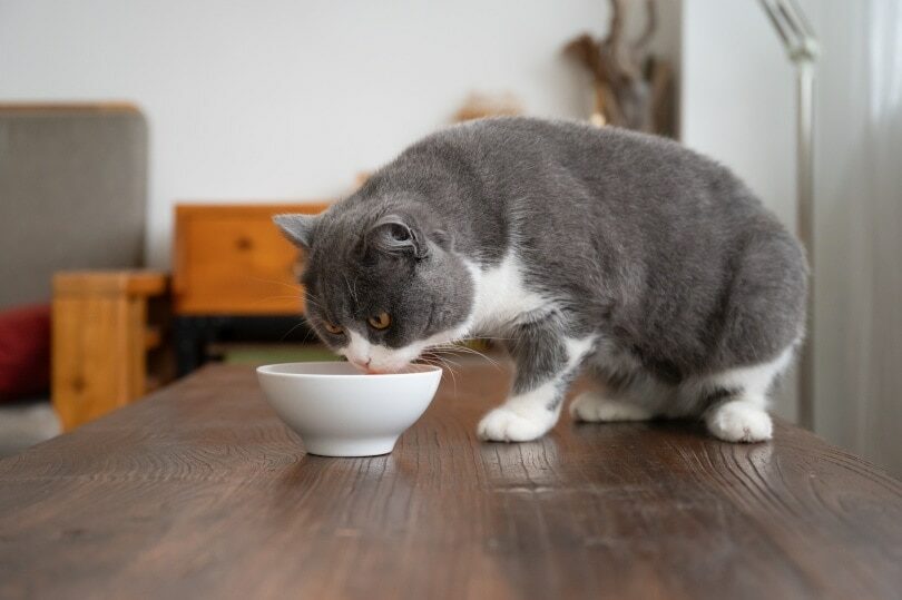 British shorthair cat eating Chendongshan Shutterstock 3593386