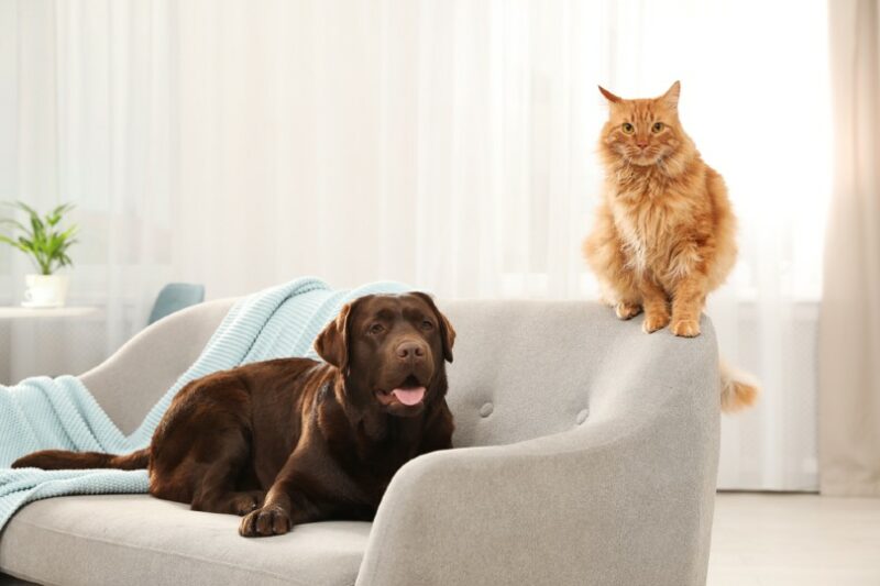 Cat and dog together on sofa indoors New Africa Shutterstock e1684165963778