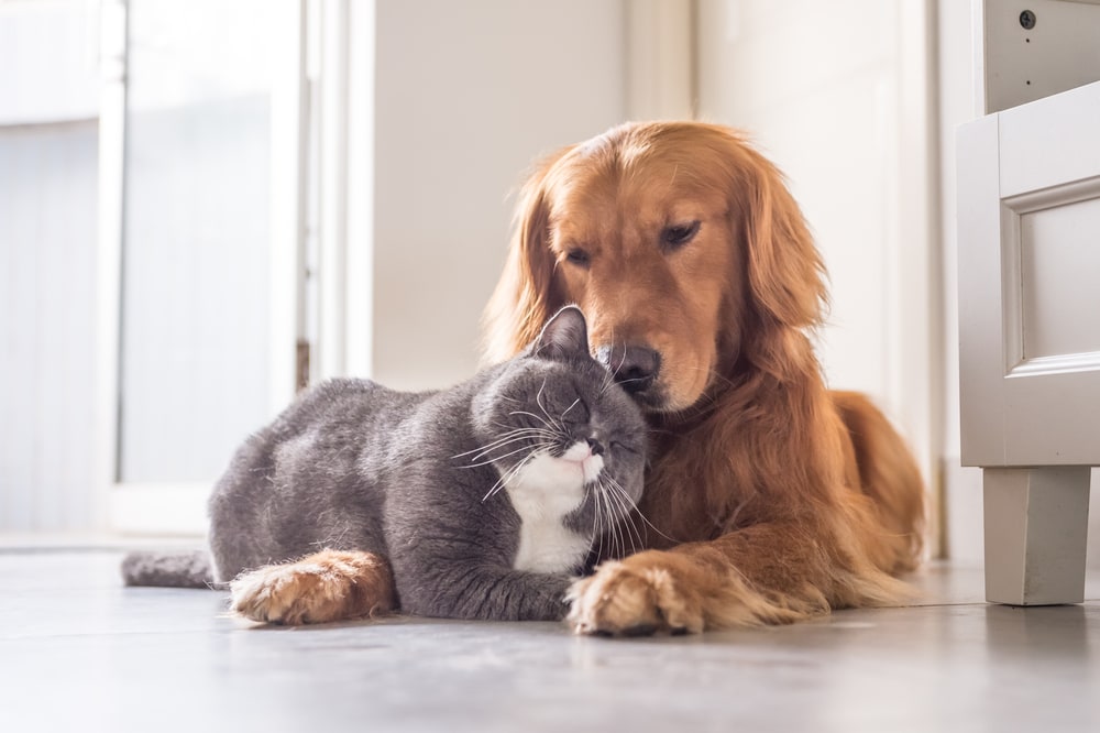 Cat and golden retriever dog cuddling Chendongshan Shutterstock