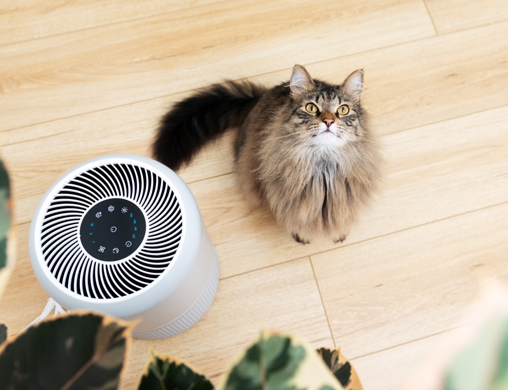 Close up of a Fluffy Cat Sitting Next to Air Purifier Anna Hoychuk Shutterstock