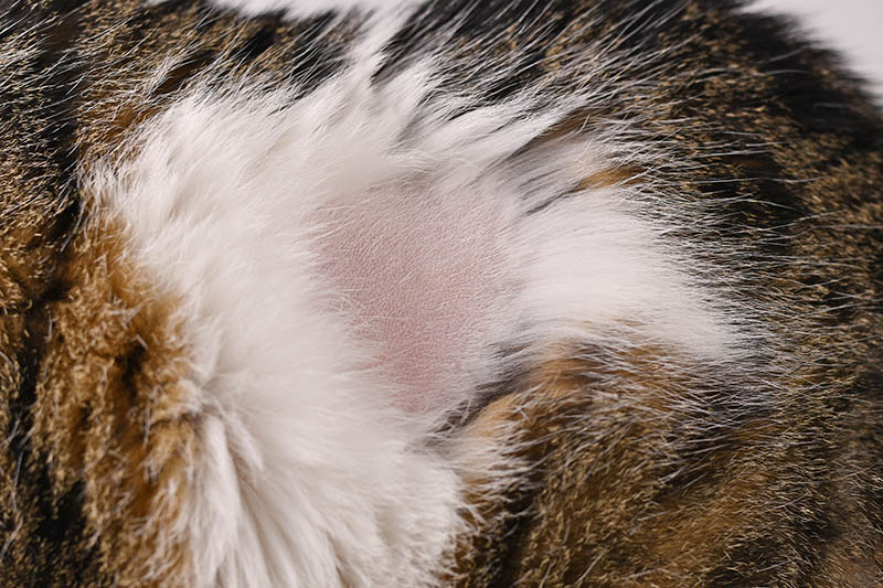 Close up of bald spot in fur of domestic cat Firn Shutterstock