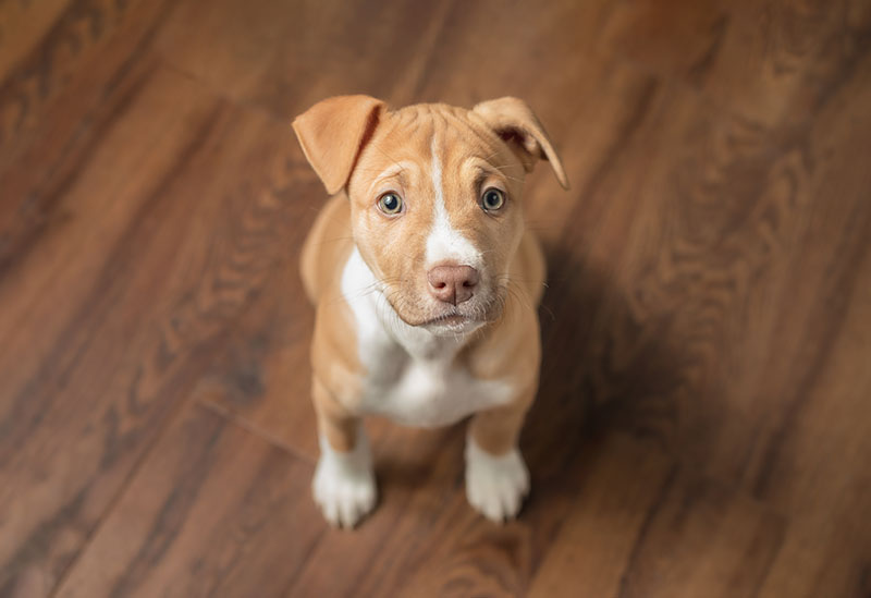 Curios pitbull puppy sitting and looking up at camera sophiecat Shutterstock