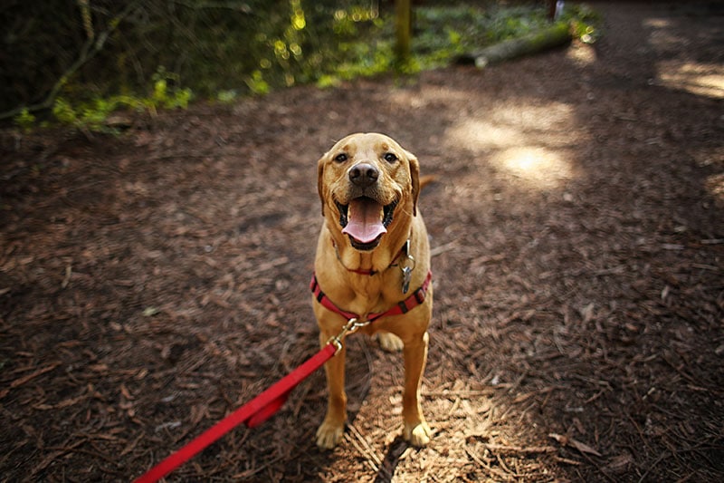 Dog Outdoors Hiking in Woods Mixed Breed Labrador Rescue Puppy on a Sunny Day in the Park N K Shutterstock