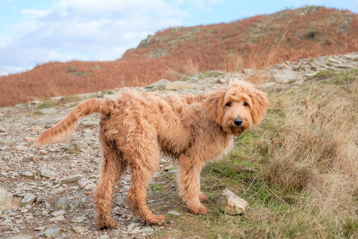 Goldendoodle with apricot coat color pattern hiking with its owner
