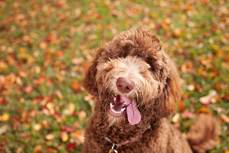 Happy Labradoodle Dog with Head Tilt and Tongue Out The Dog Photographer Shutterstock