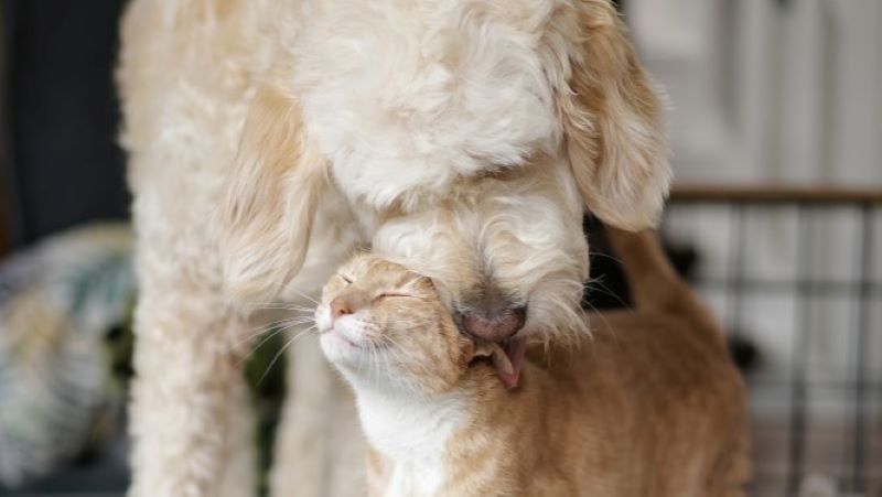 Labradoodle and cat Kastaprav Shutterstock 1