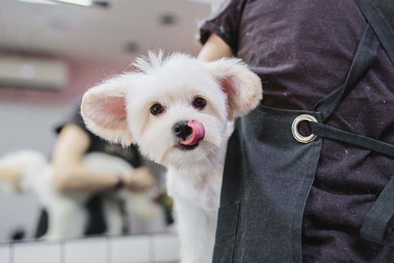 Maltese Short Cut Maltese dog grooming