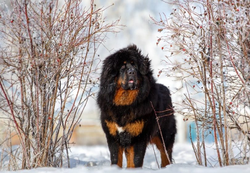 Mountain Mastiff tibetan Tatyana Kuznetsova Shutterstock e1633919284612