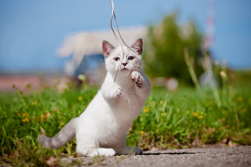 Munchkin Cat Playing otsphoto Shutterstock