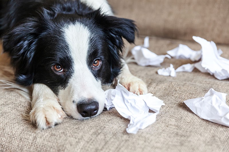Naughty playful puppy dog border collie after mischief biting toilet paper lying on couch at home Julia Zavalishina Shutterstock