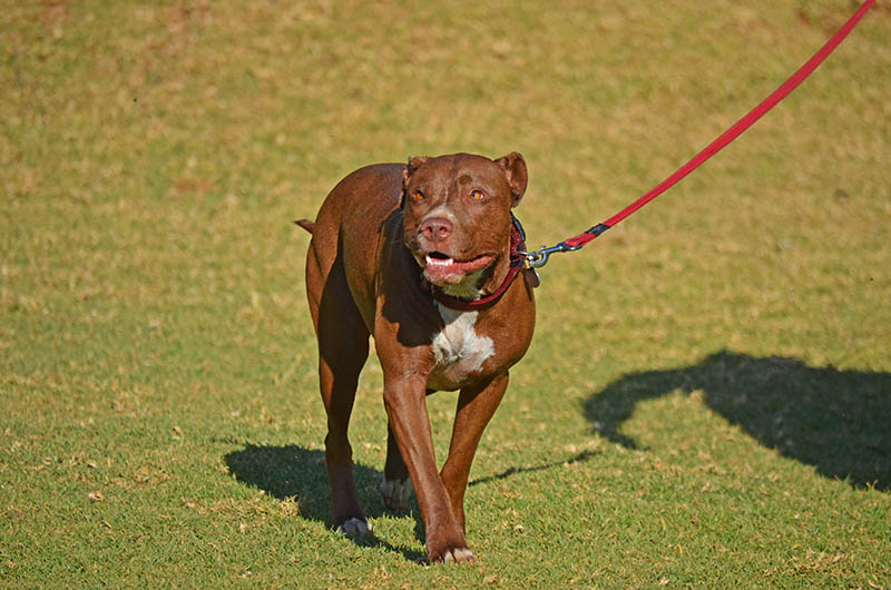 Pitbull Terrier Dog walking on a leash in a dog park South Africa Elizabeth Grieb Shutterstock