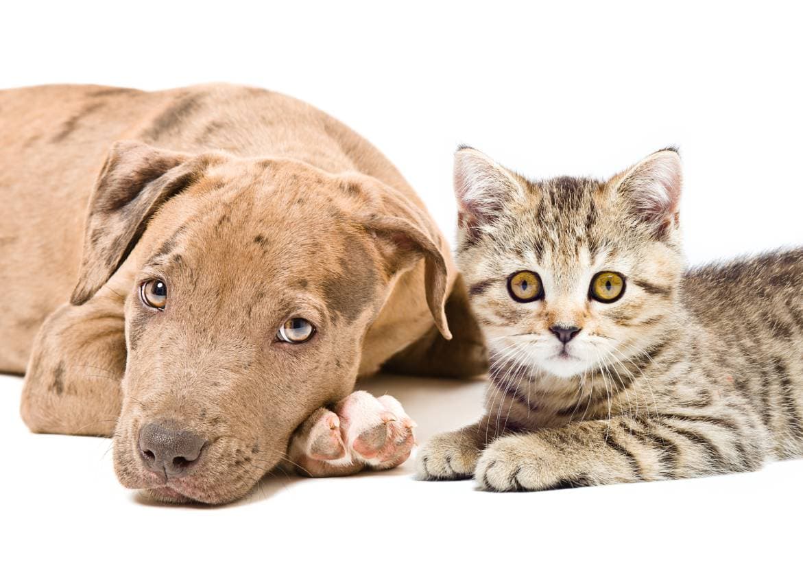 Pitbull and cat closeup Shutterstock