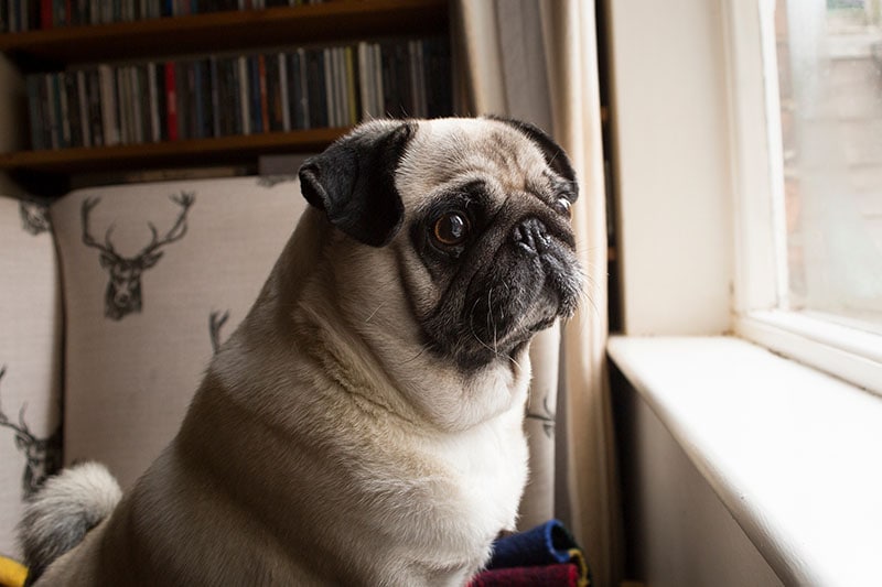 Pug dog looking out window separation anxiety lonely Diana Parkhouse Shutterstock
