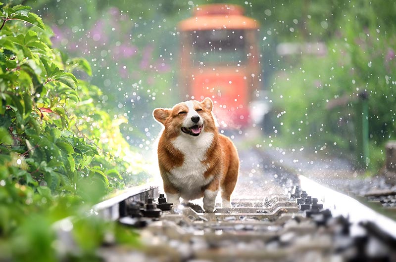 Rain happy puppy corgi cute pet Radha bhavikatti Shutterstock