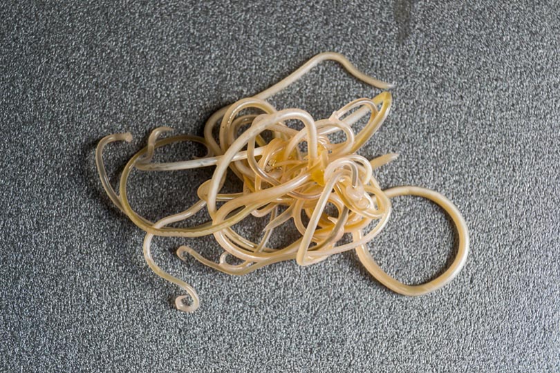 Roundworms from a cat Todorean Gabriel Shutterstock