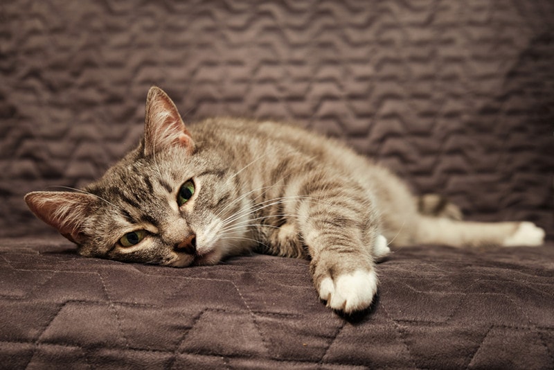 Sick sad cat lying on the bed