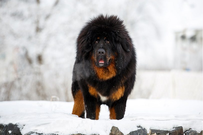 Tibetan Mastiff in winter Tatyana Kuznetsova Shutterstock