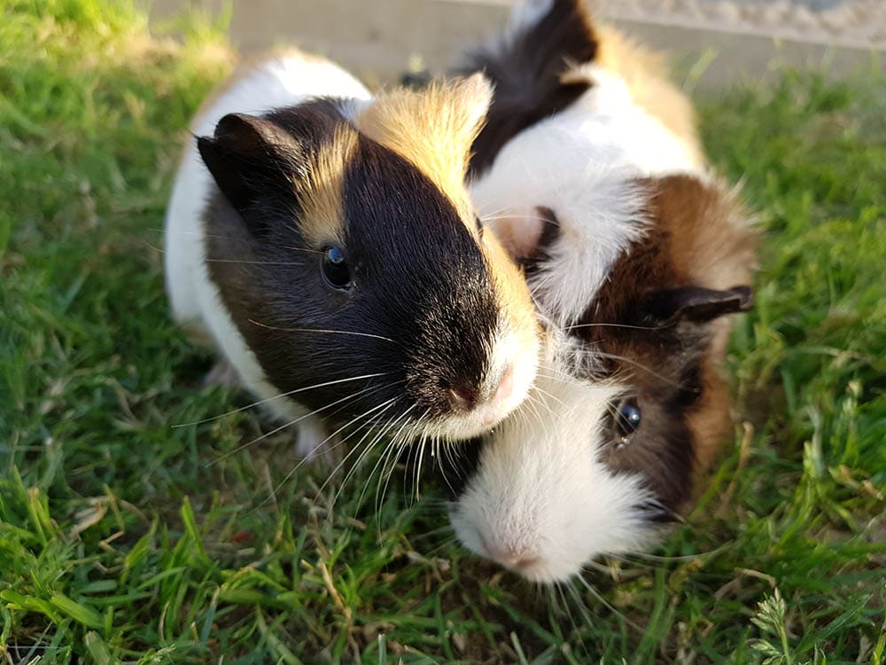 Two guinea pigs on the grass Novie Charleen Magne Shutterstock