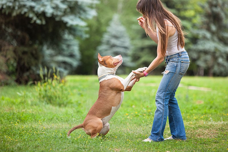 Woman training a pitbull in the park YouraPechkin Shutterstock