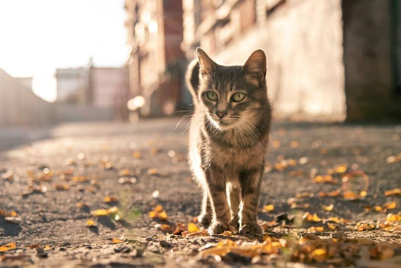 a gray stray cat is walking along the sidewalk Gansstock Shutterstock
