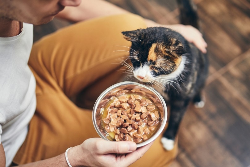 a man feeding his domestic cat Jaromir Chalabala Shutterstock