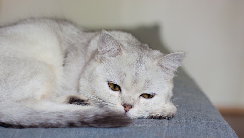 a sick cat lying on the sofa stokerolga Shutterstock