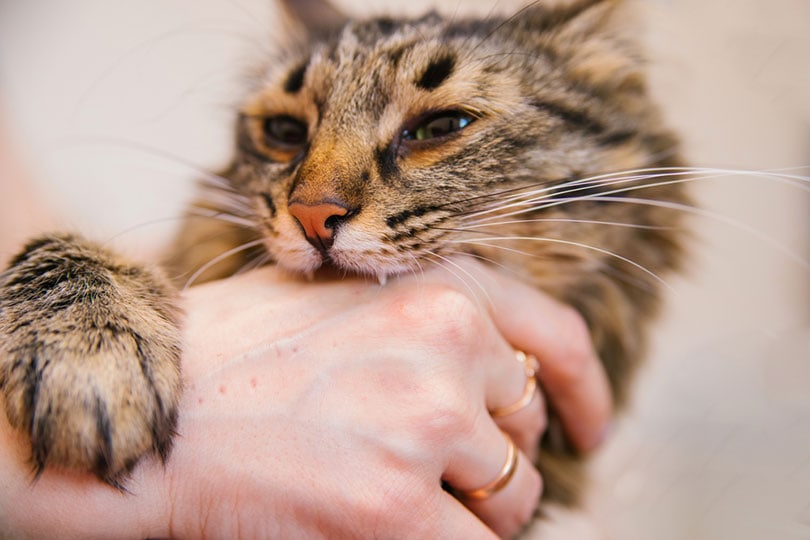 a tabby cat biting owners hand Alie04 Shutterstock