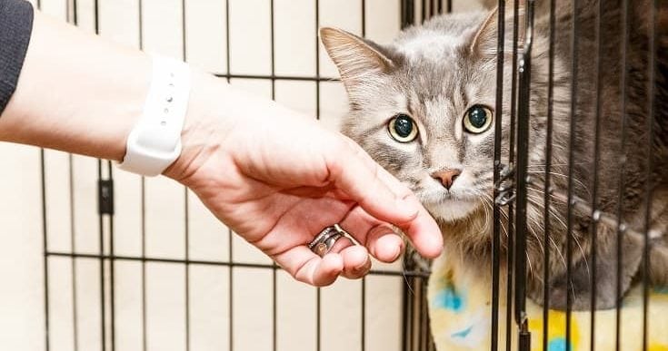adopting a cat Susan Schmitz Shutterstock