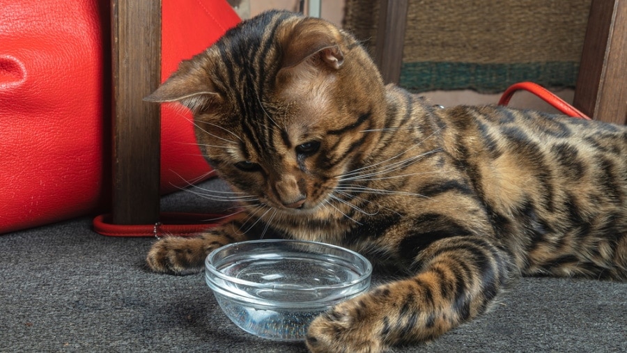 bengal cat playing waterin the bowl kalyanby Shutterstock