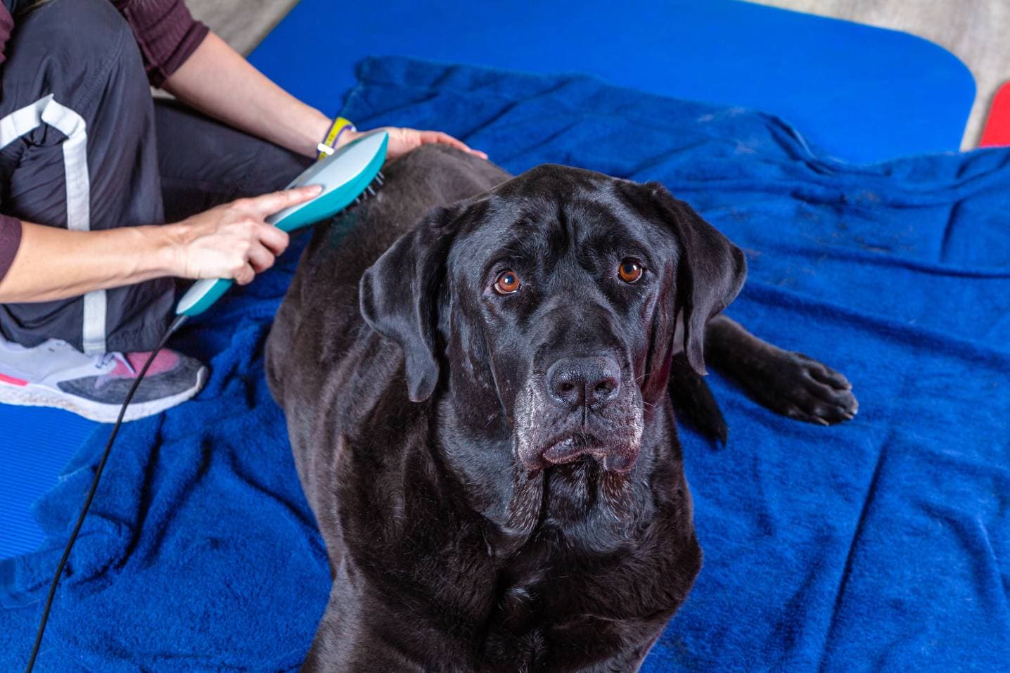big black dog gets laser therapy during treatment msgrafixx Shutterstock