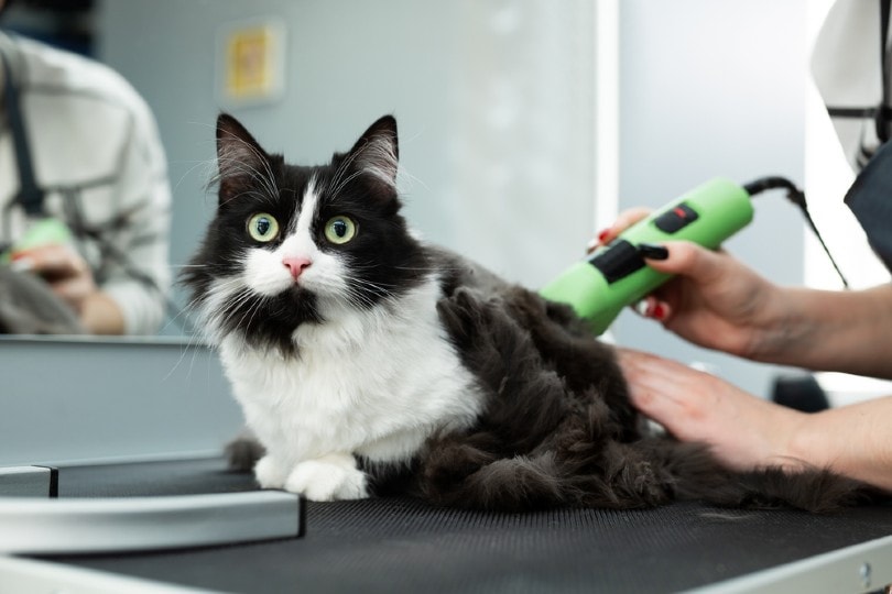 cat being groomed and shaved at a salon Studio Peace Shutterstock