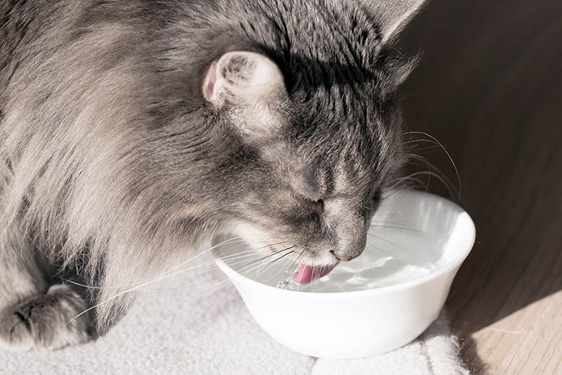 cat drinking fresh water in a bowl Yuliya Papkova Shutterstock