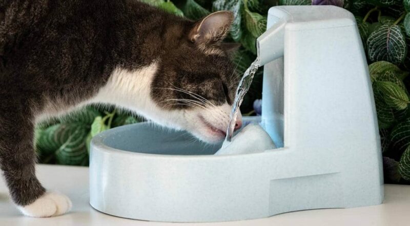 cat drinking water from fountain Daria Kulkova Shutterstock e1669038545941