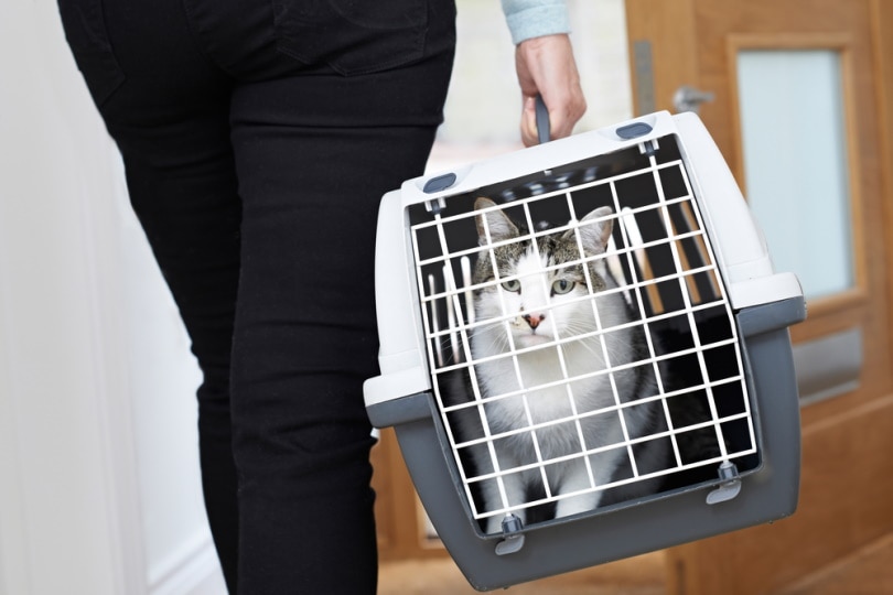 cat in cat carrier SpeedKingz Shutterstock
