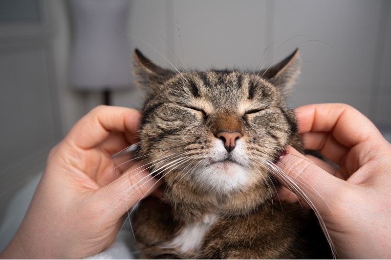 cat massage the cheek Nils Jacobi Shutterstock