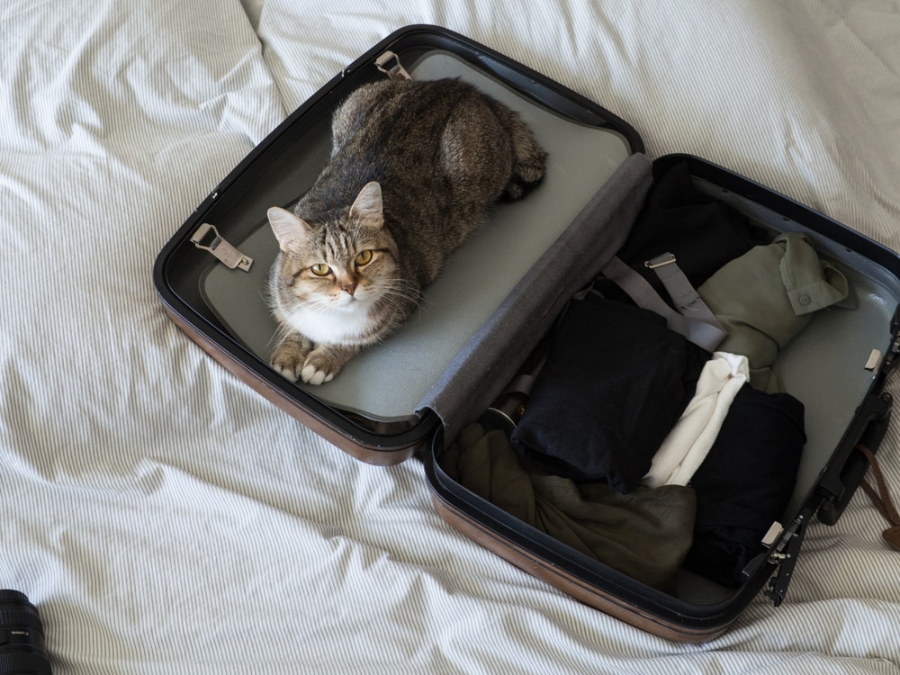 cat on travel luggage Niik Leuangboriboon Shutterstock