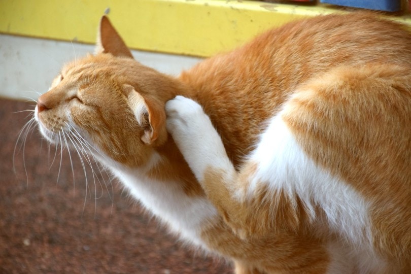 cat scratching its head