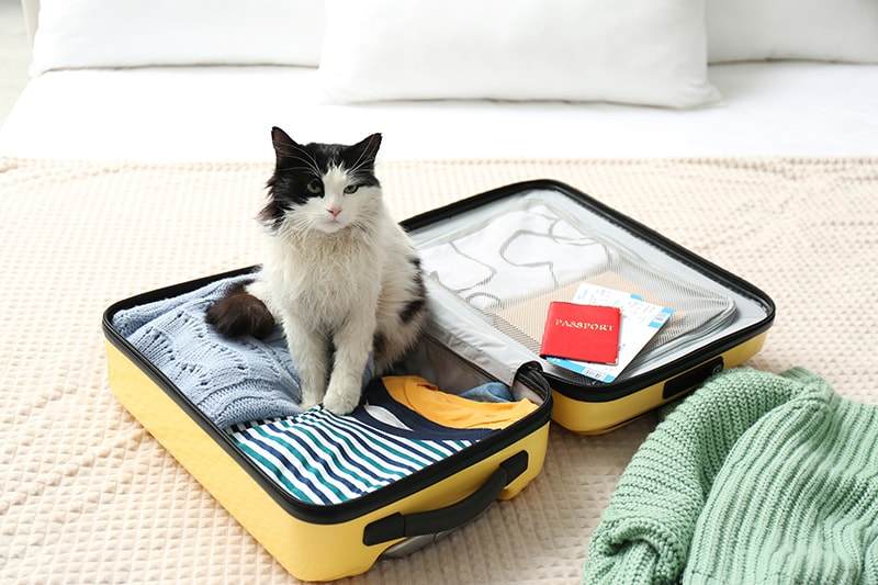 cat sitting on a suitcase ready to travel New Africa Shutterstock