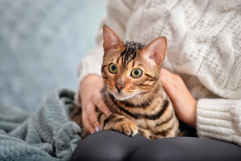 cat sitting on owners lap Pixel Shot Shutterstock