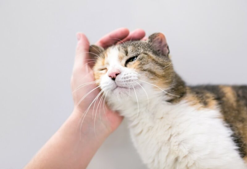 cat with a ear hematoma Mary Swift Shutterstock e1678394350903