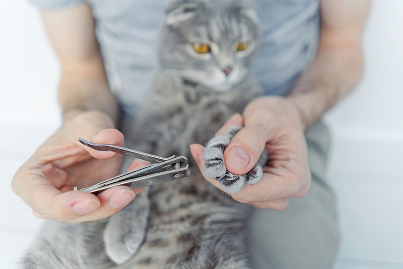 cats nails getting trimmed with human nail cutter ashshkna Shutterstock