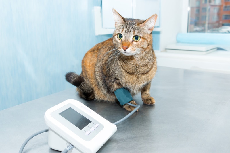 checking blood pressure of cat Ekaterina str Shutterstock