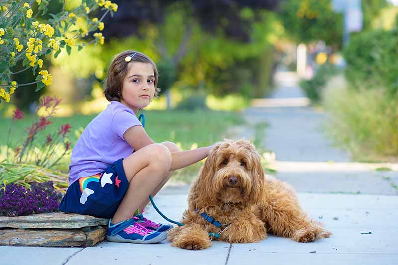 child sitting beside a labradoodle Dina Uretski Shutterstock