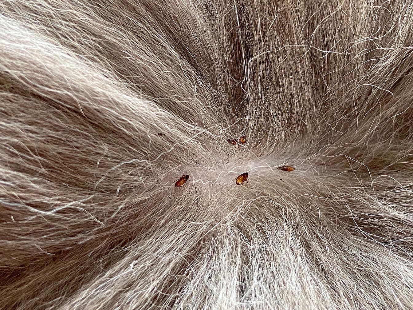 close up fleas on cat KanphotoSS Shutterstock