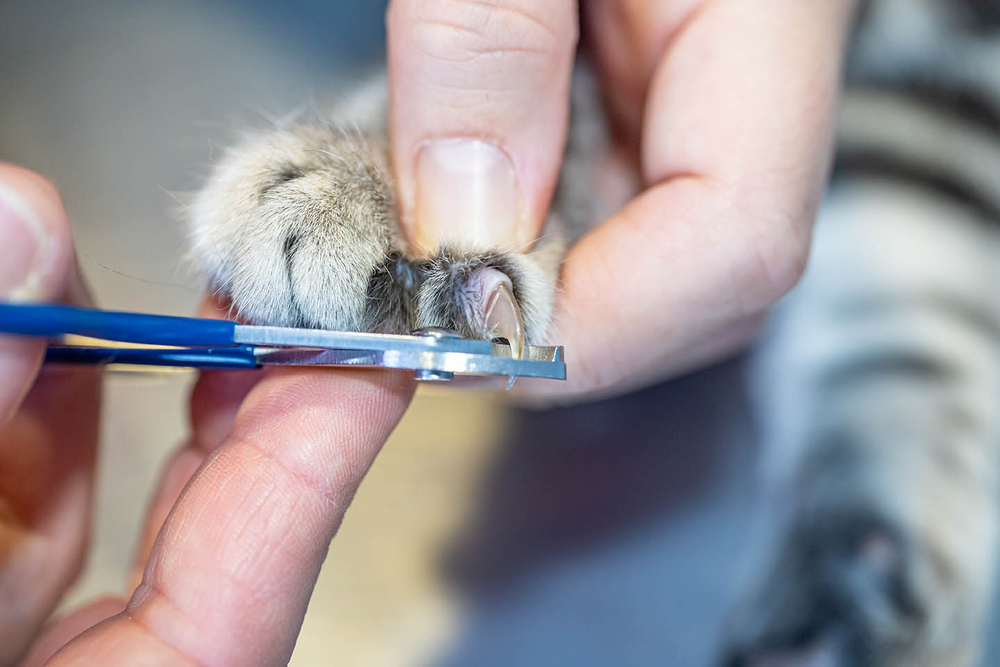 close up trimming cat nails GaiBru Photo Shutterstock
